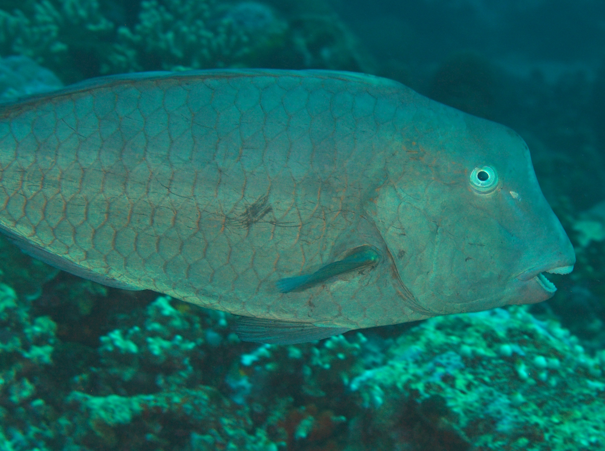 Green Humphead Parrotfish - Bolbometopon muricatum