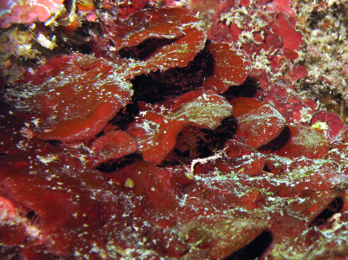 Burgundy Crust Algae - Peyssonnelia sp. - Grand Cayman