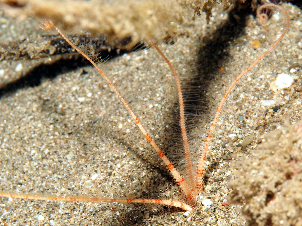 Burrowing Brittle Stars - 