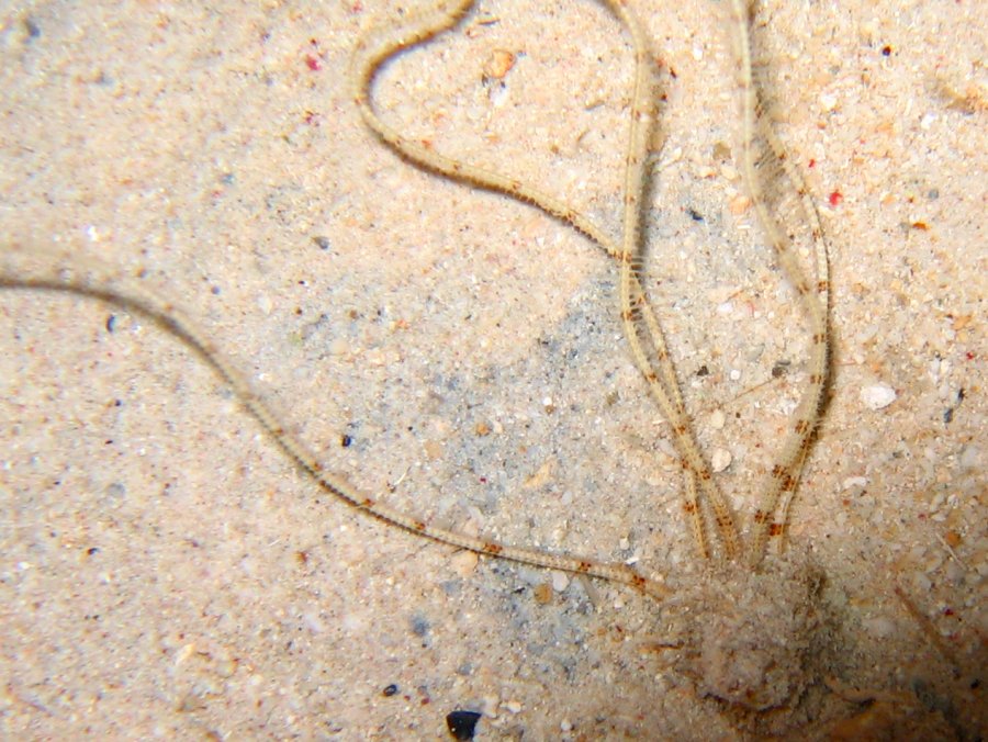 Burrowing Brittle Stars - 