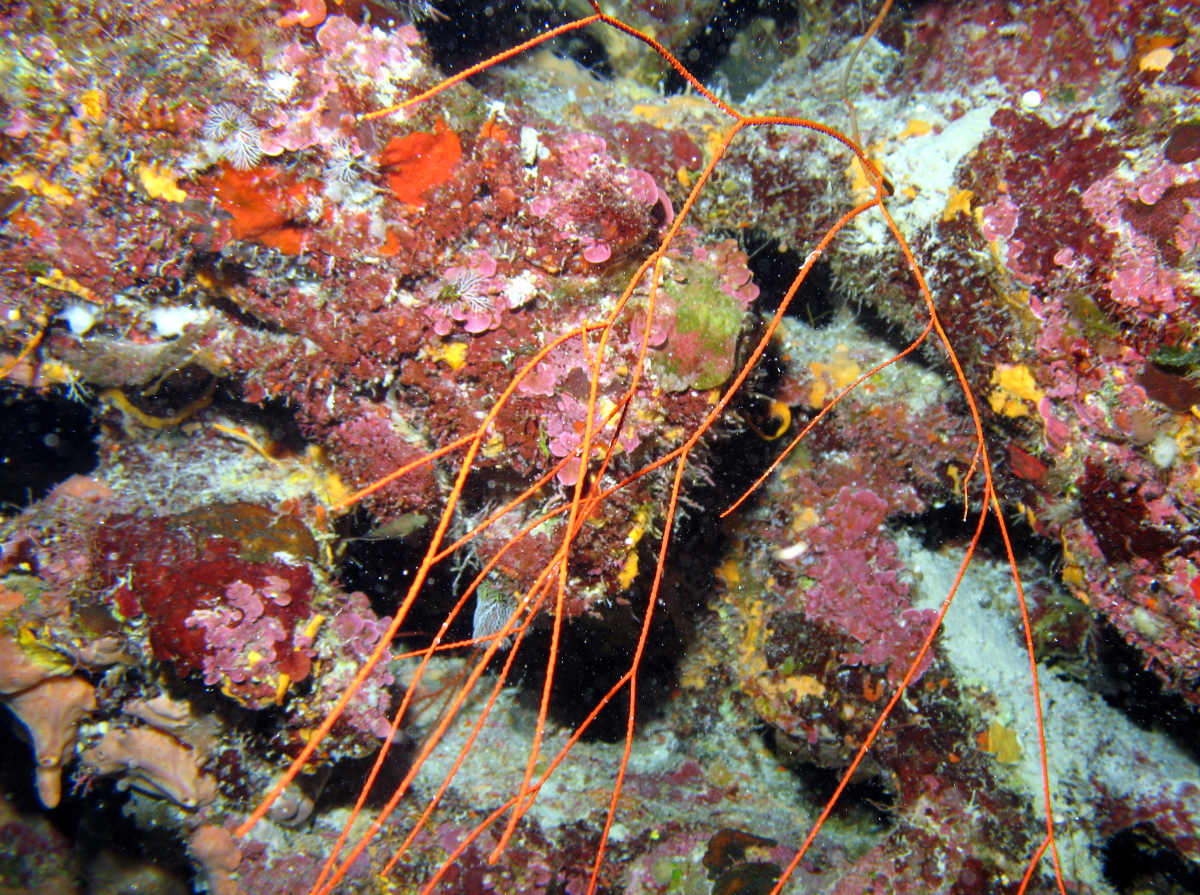 Bushy Sea Whip - Ellisella schmitti