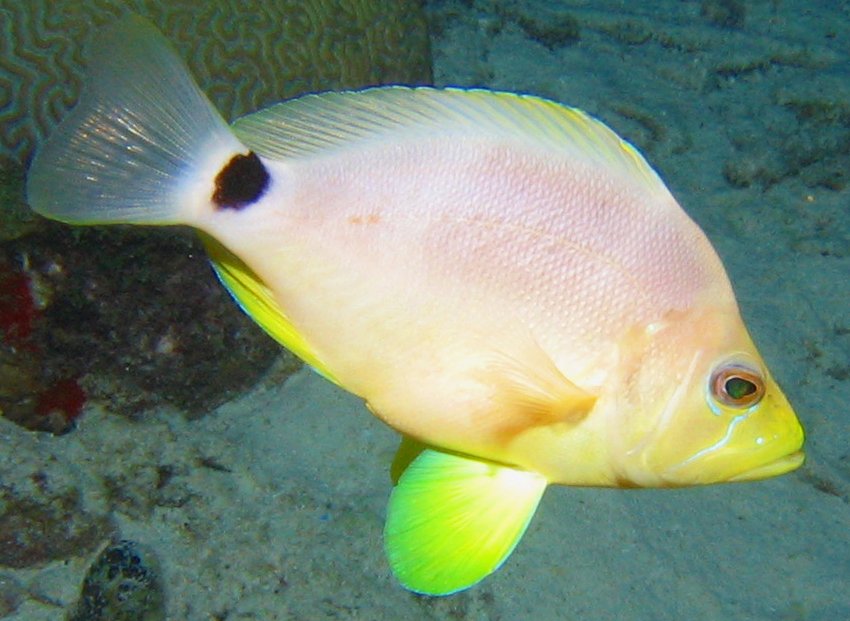 Butter Hamlet - Hypoplectrus unicolor