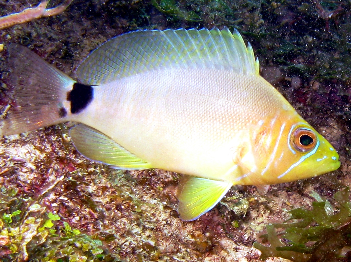 Butter Hamlet - Hypoplectrus unicolor