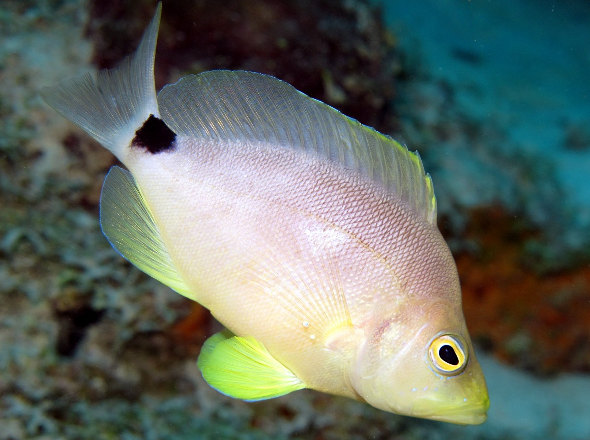 Butter Hamlet - Hypoplectrus unicolor