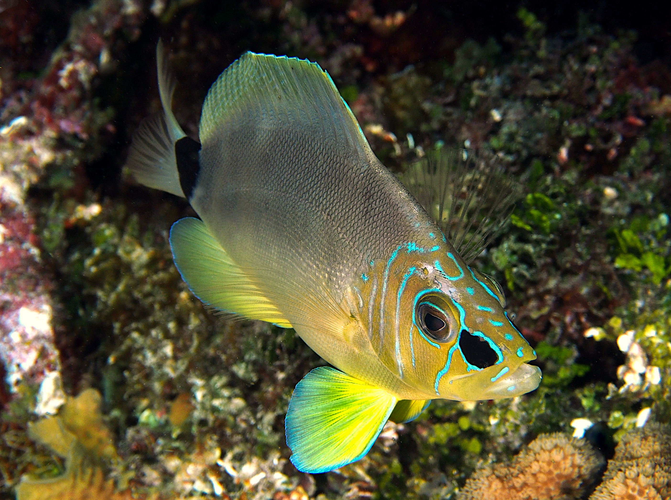 Butter Hamlet - Hypoplectrus unicolor