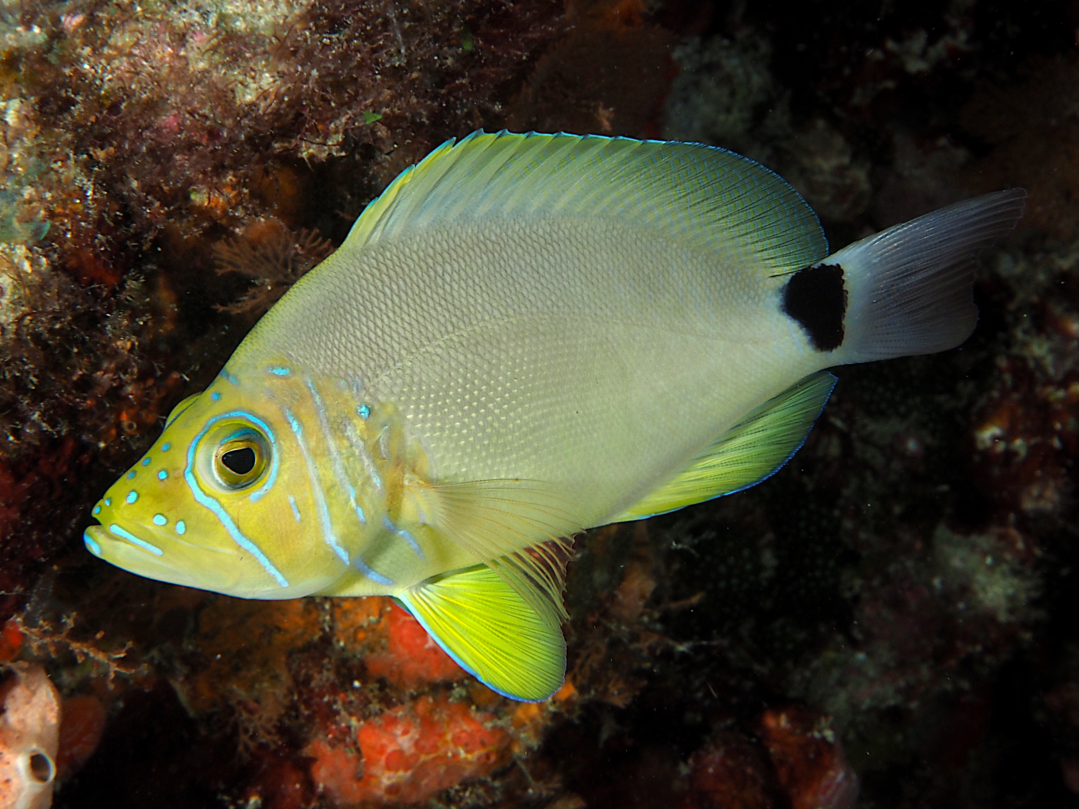 Butter Hamlet - Hypoplectrus unicolor