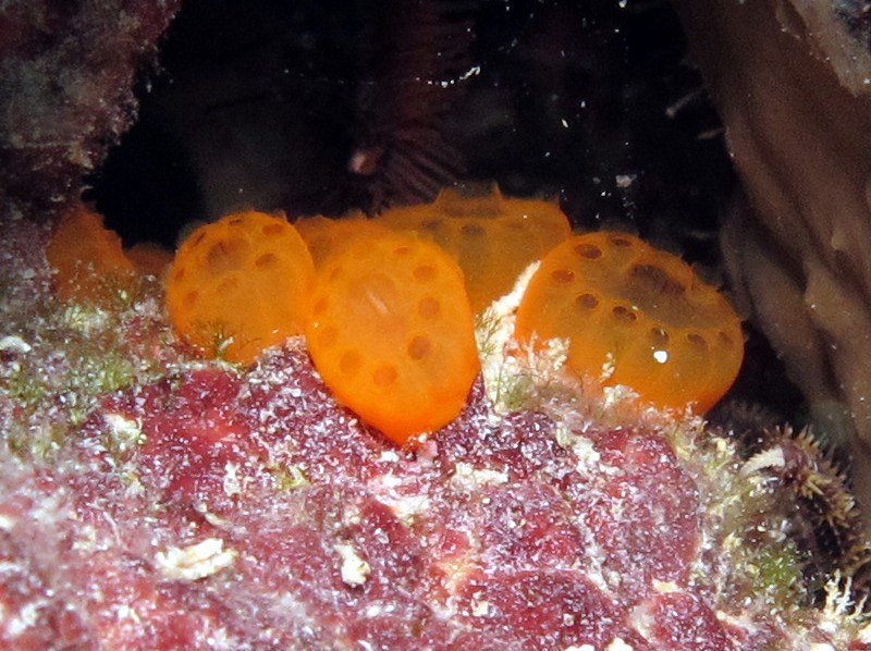 Button Tunicate - Distaplia corolla - Bonaire