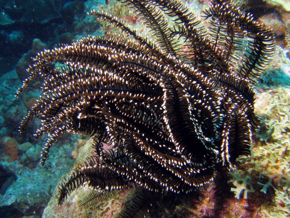 Black and White Crinoid - Nemaster grandis