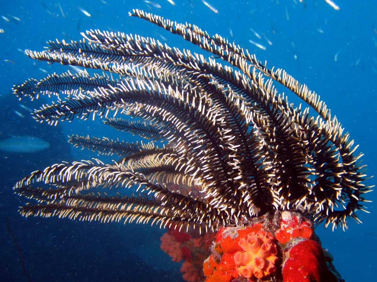 Black and White Crinoid - Nemaster grandis