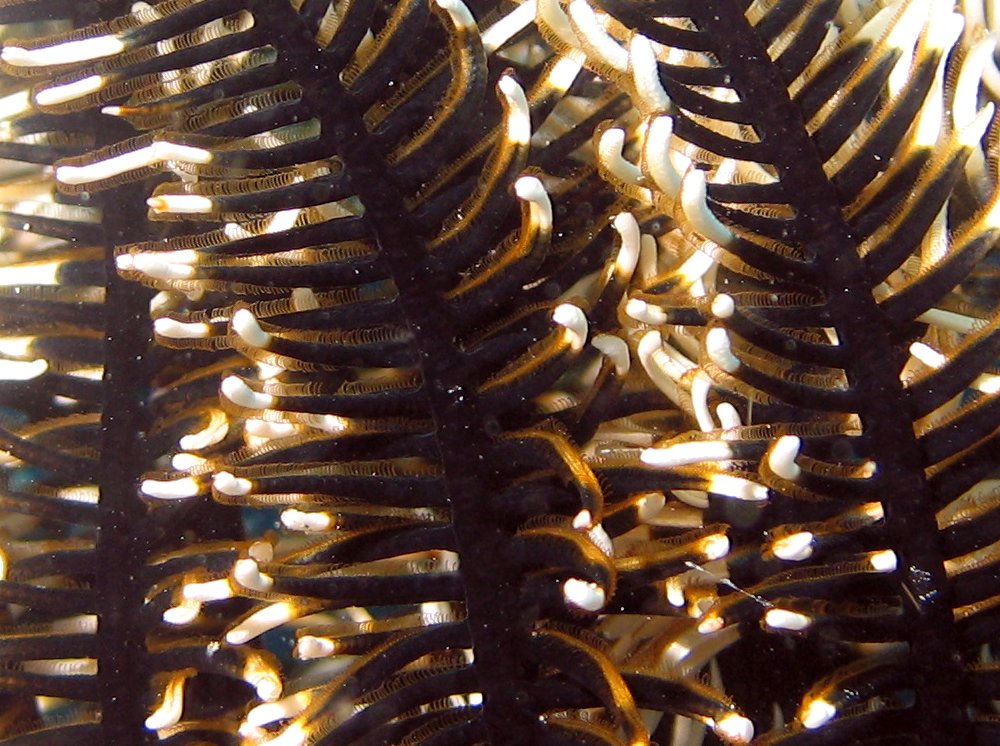 Black and White Crinoid - Nemaster grandis