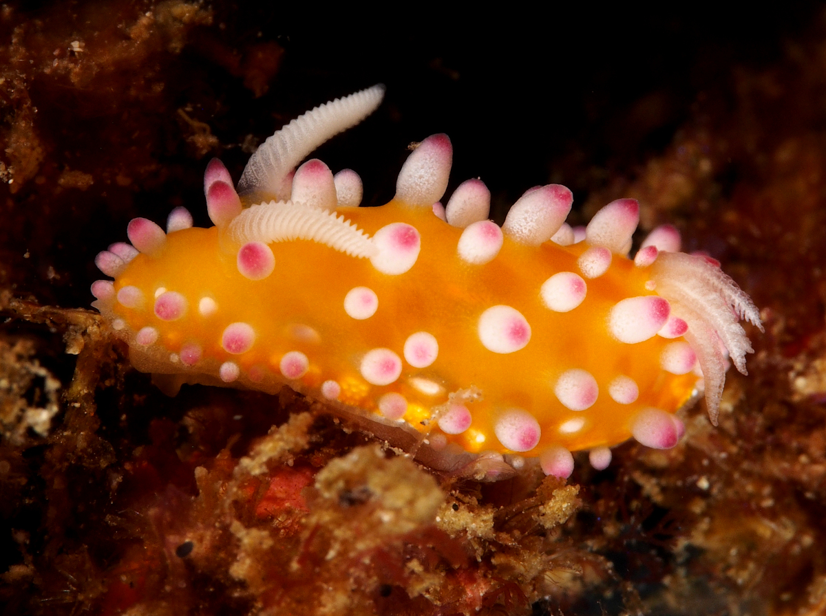 Ornamental Cadlinella - Cadlinella ornatissima - Anilao, Philippines