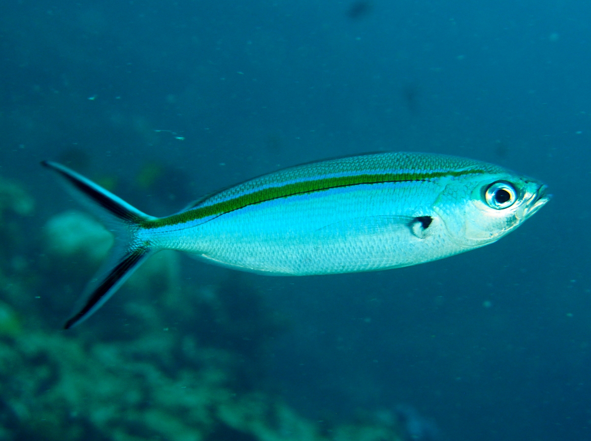 Scissortail Fusilier - Caesio caerulaurea