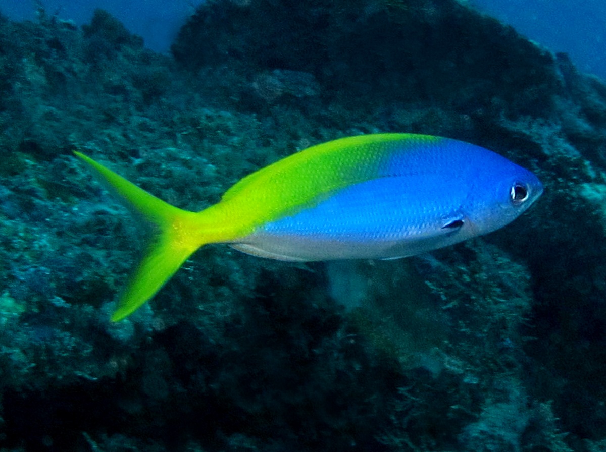 Blue and Yellow Fusilier - Caesio teres - Palau