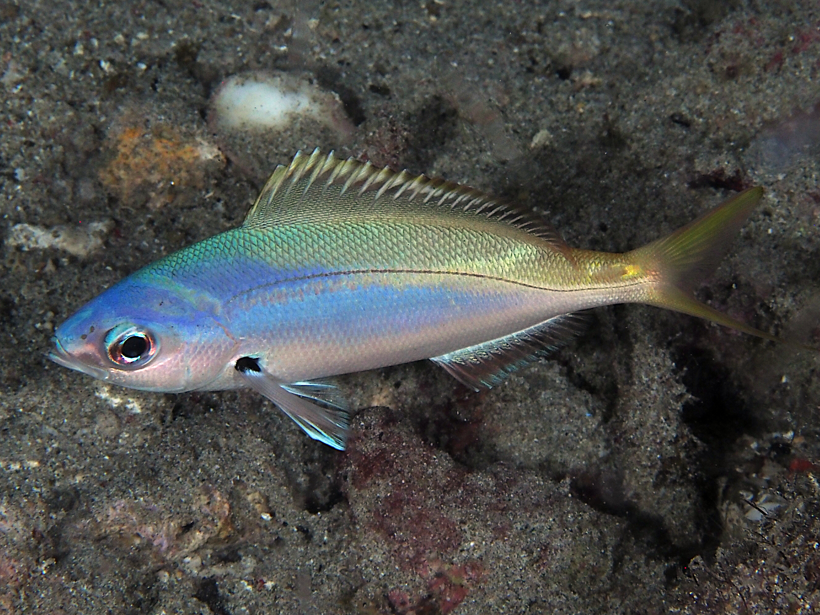Blue and Yellow Fusilier - Caesio teres