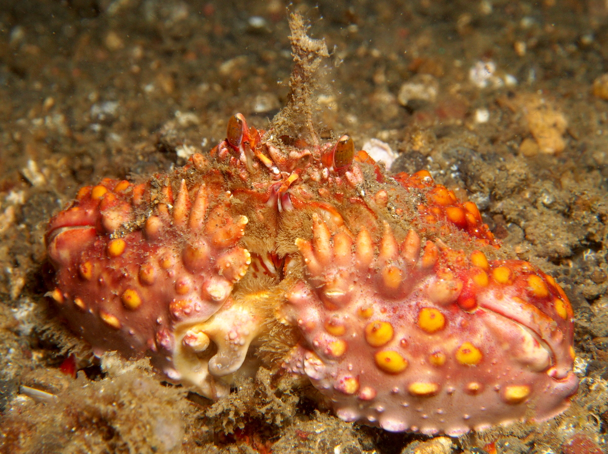 Two Horn Box Crab - Calappa bicornis - Lembeh Strait, Indonesia