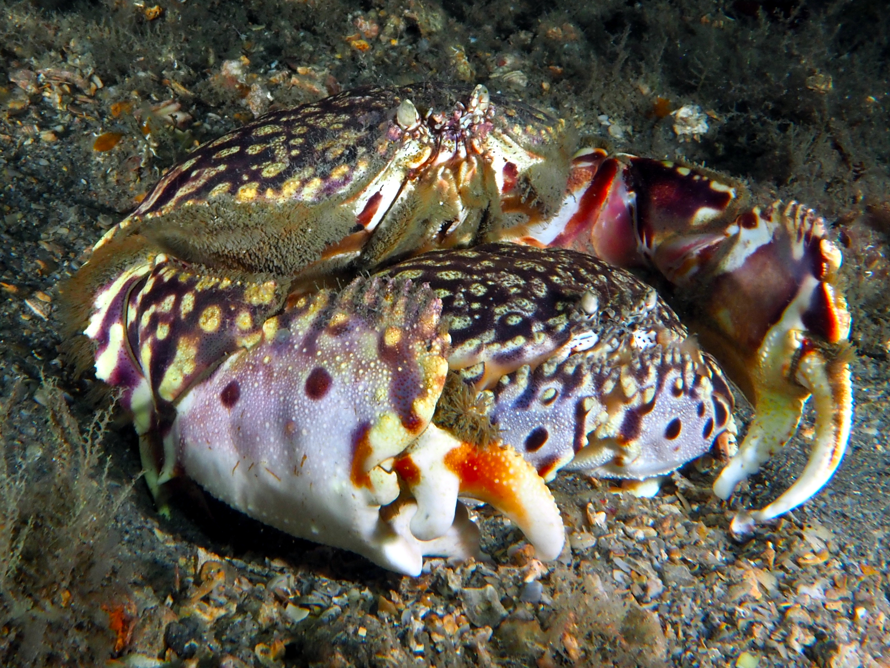 Flame Box Crab - Calappa flammea