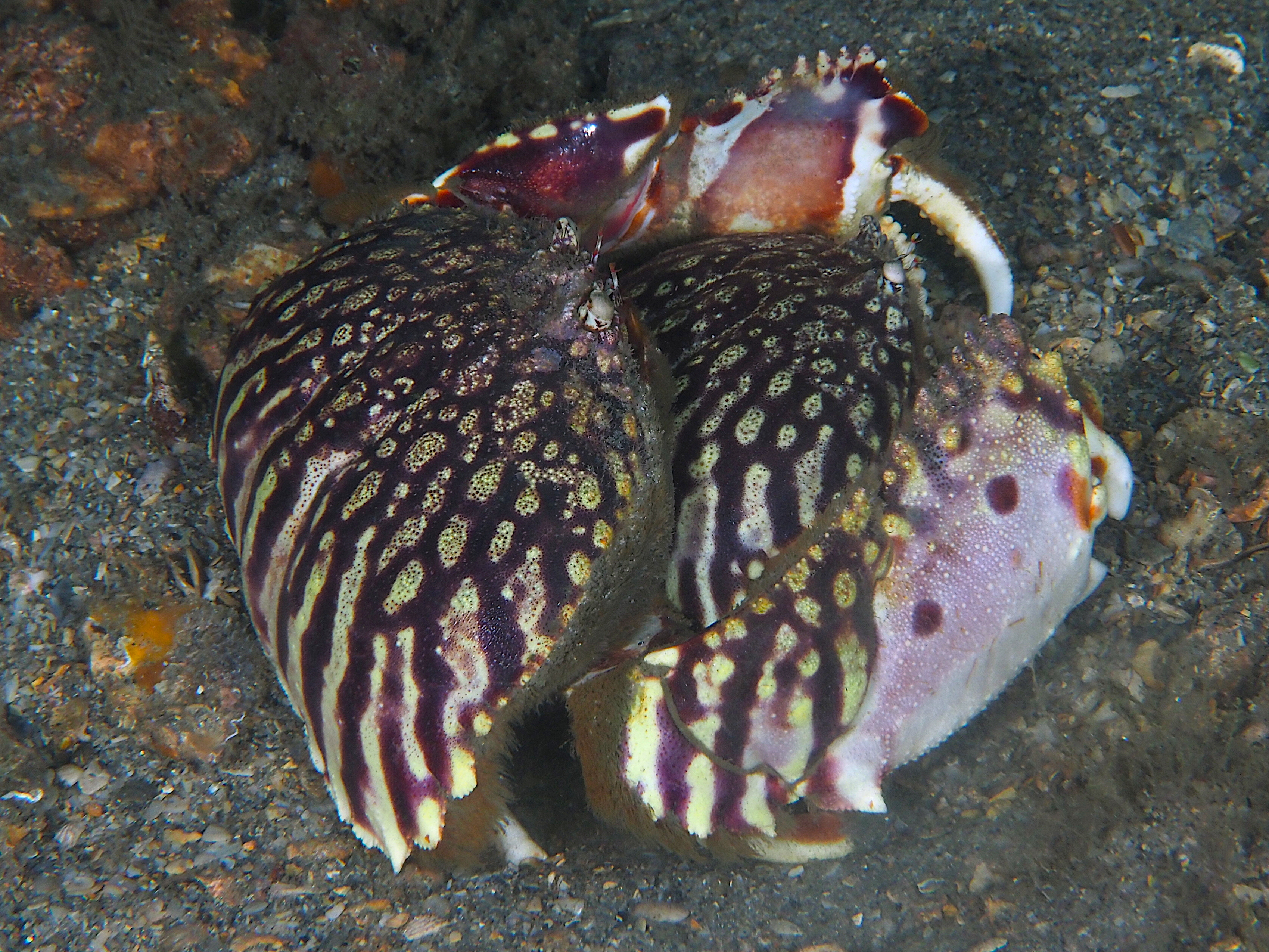 Flame Box Crab - Calappa flammea
