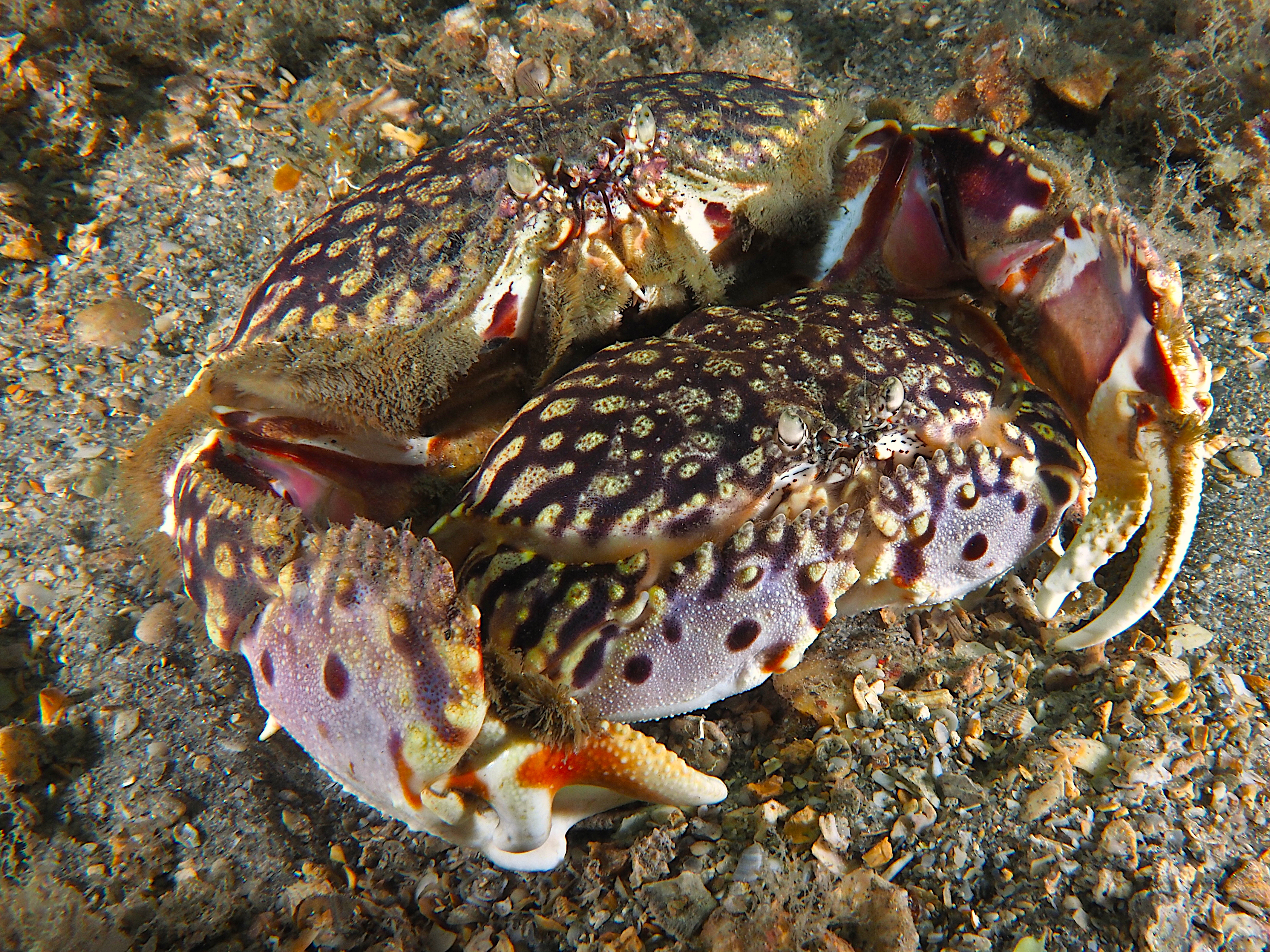 Flame Box Crab - Calappa flammea