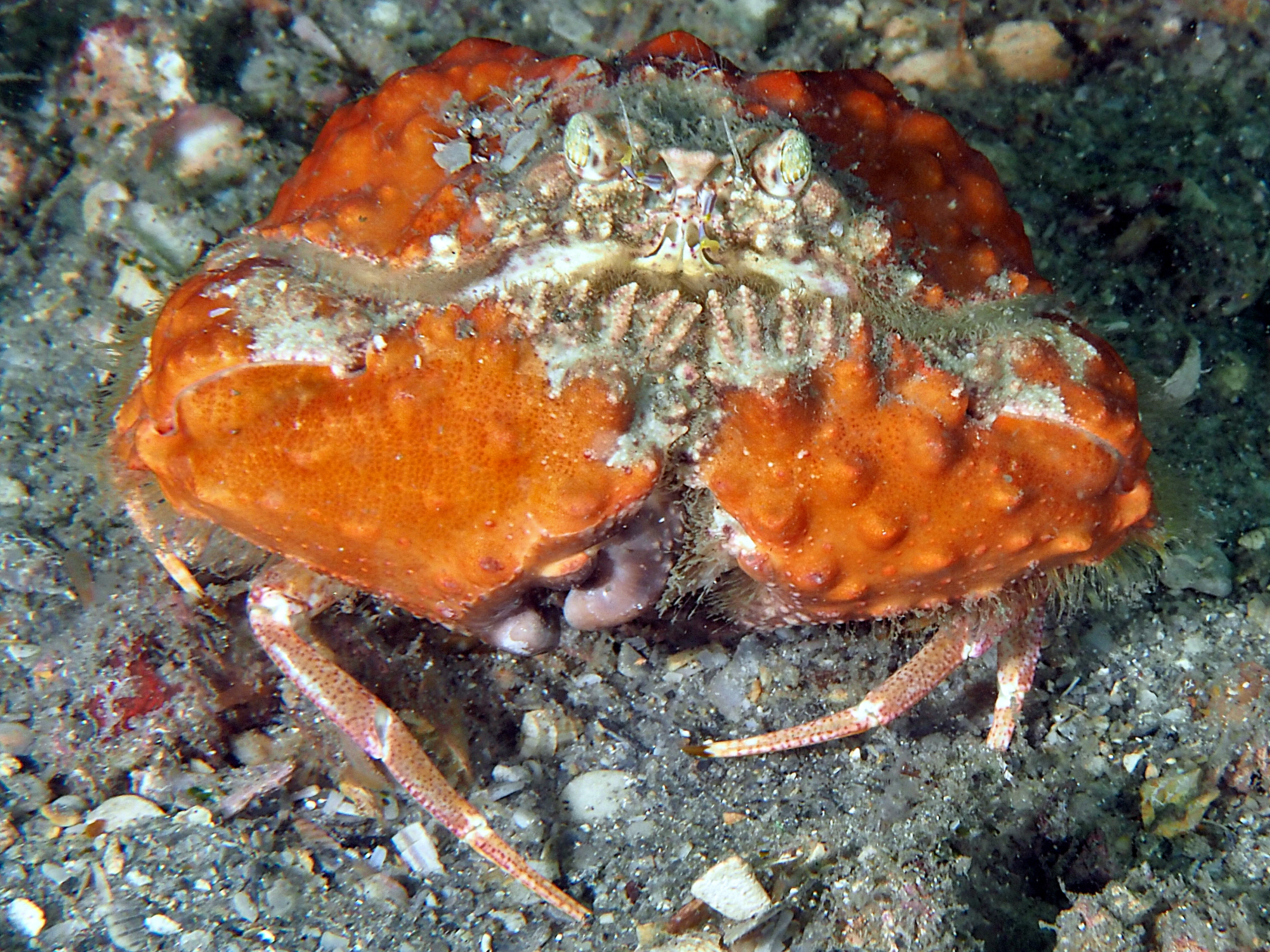 Yellow Box Crab - Calappa sulcata