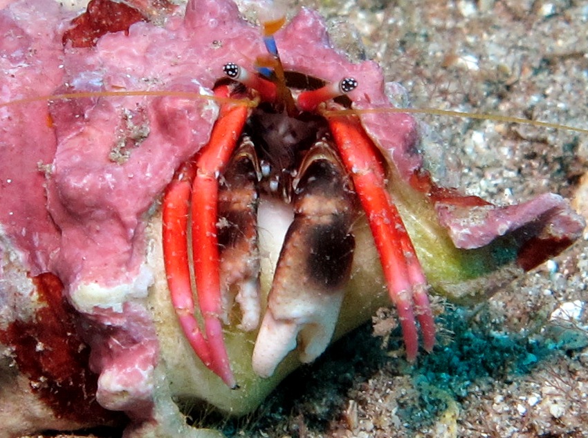 Laurent's Hermit Crab - Calcinus laurentae