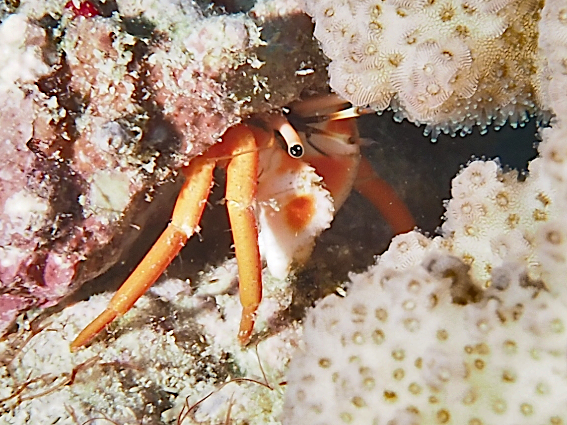 Bright Hermit Crab - Calcinus nitidus - Moorea, French Polynesia