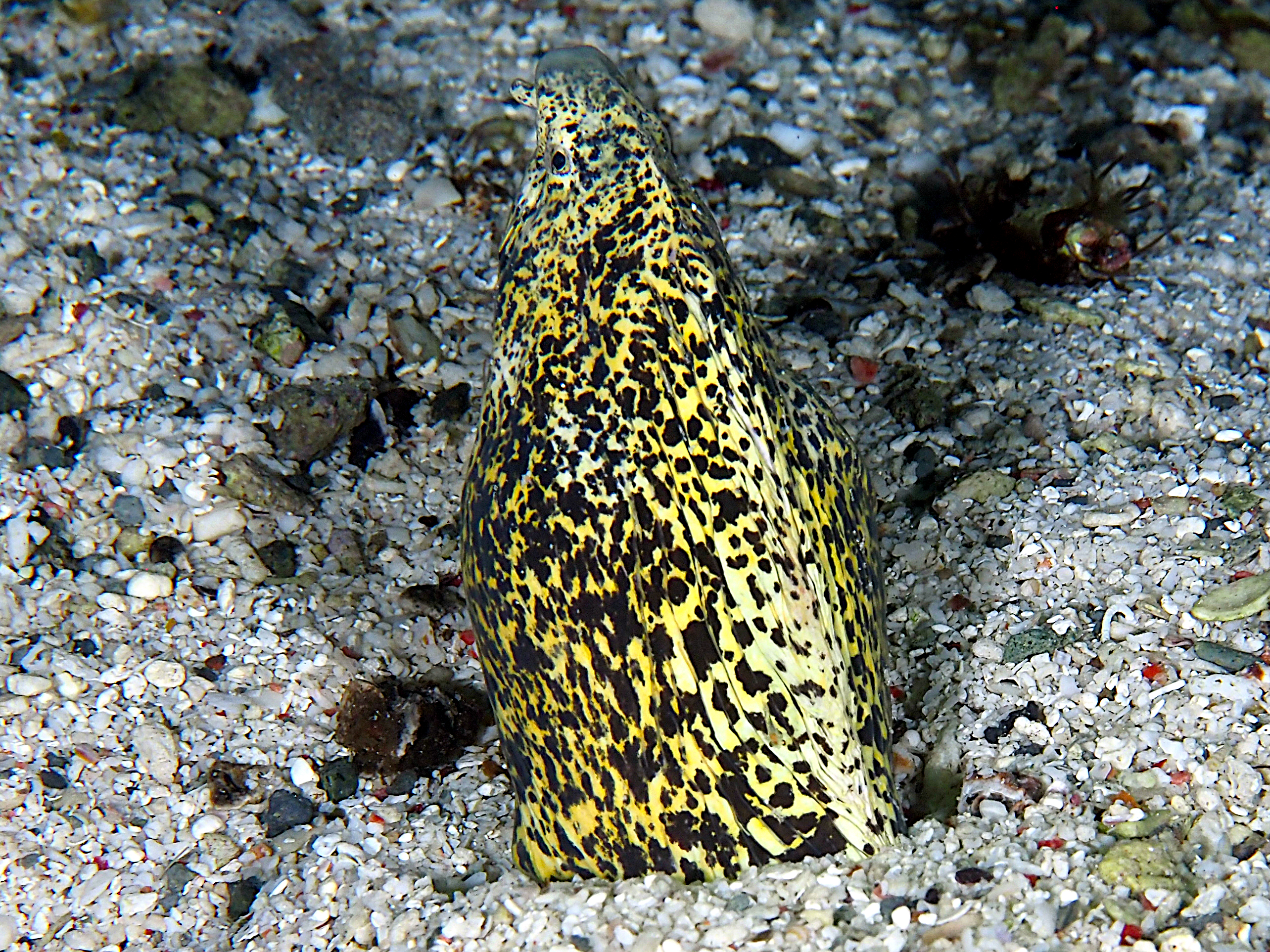 Marbled Snake Eel - Callechelys marmorata