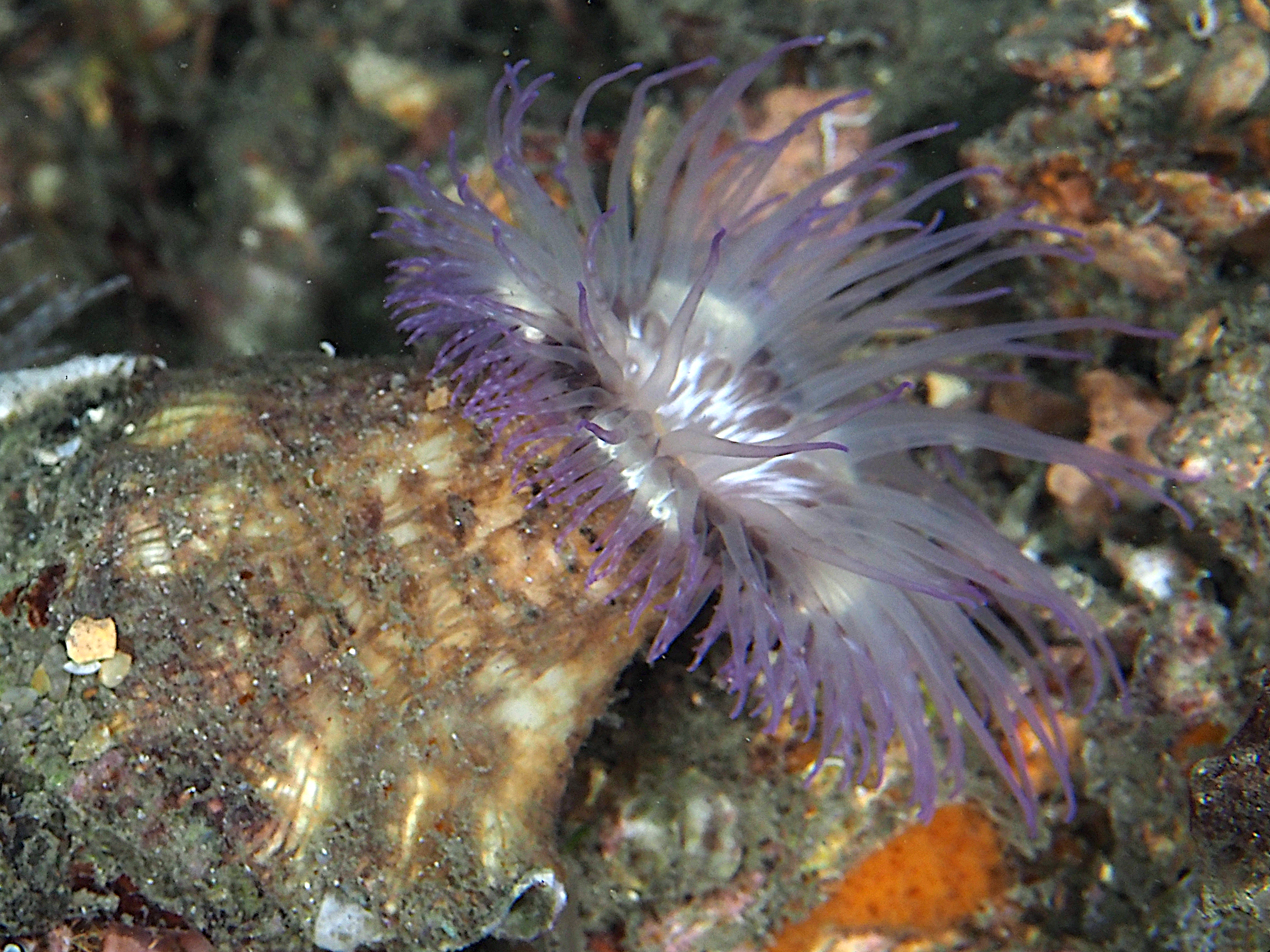 Hitchhiking Anemone - Calliactis tricolor - Blue Heron Bridge, Florida