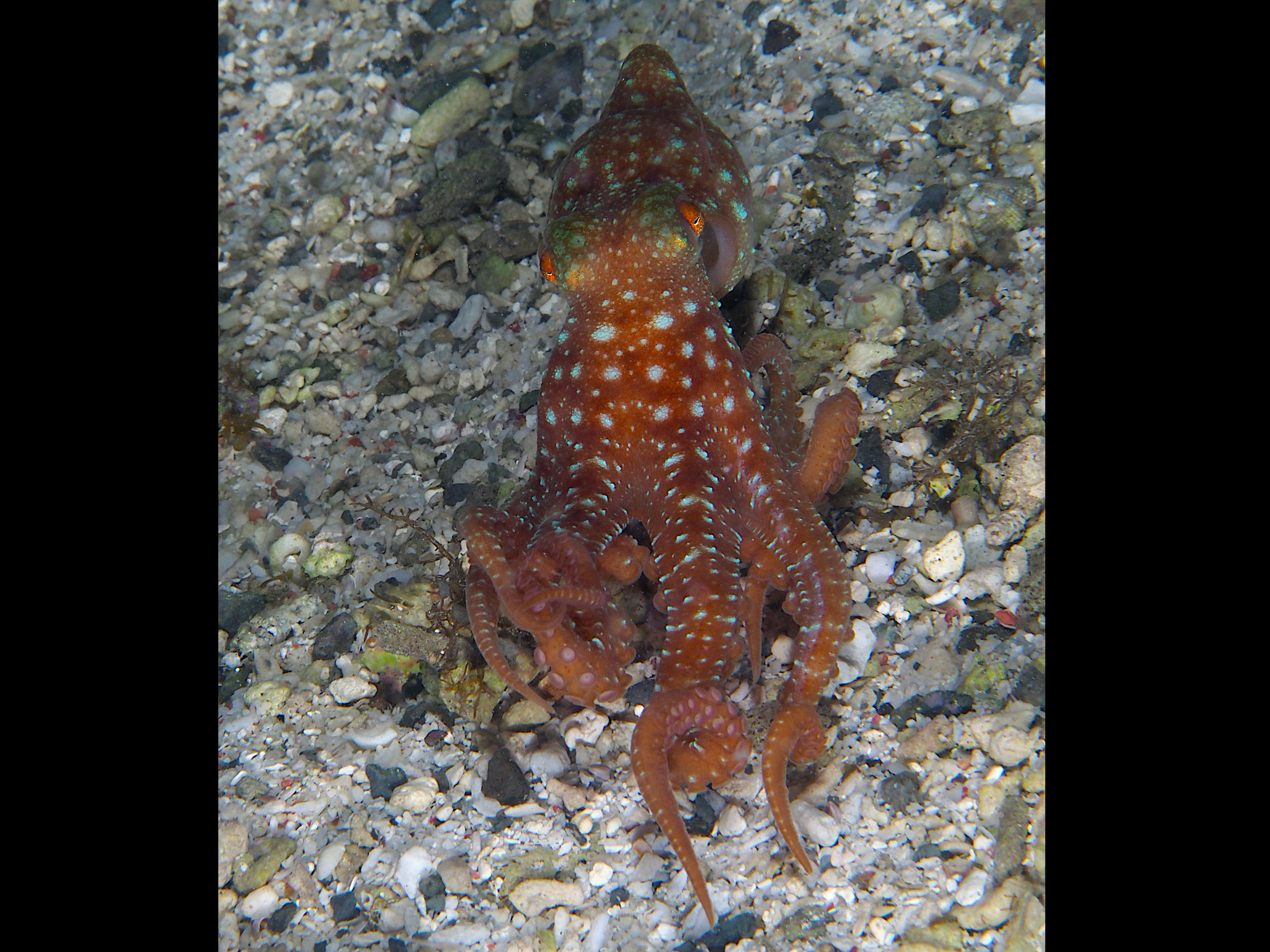 Starry Night Octopus - Callistoctopus luteus