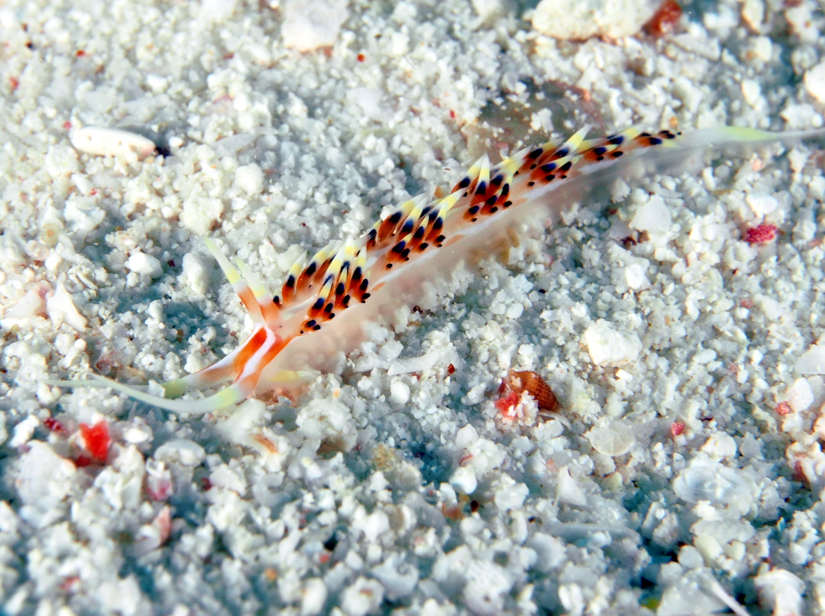 Indian Caloria - Caloria indica
