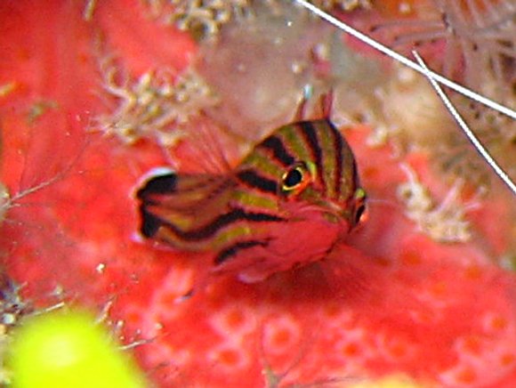 Candy Basslet - Liopropoma carmabi - Turks and Caicos