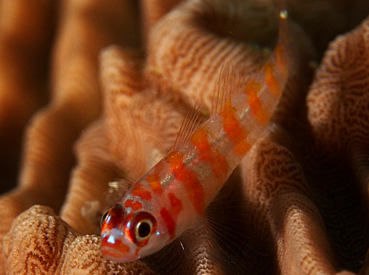 Candycane Pygmygoby - Trimma cana