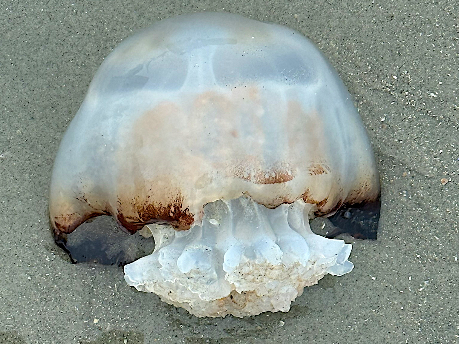 Cannonball Jellyfish - Stomolophus meleagris
