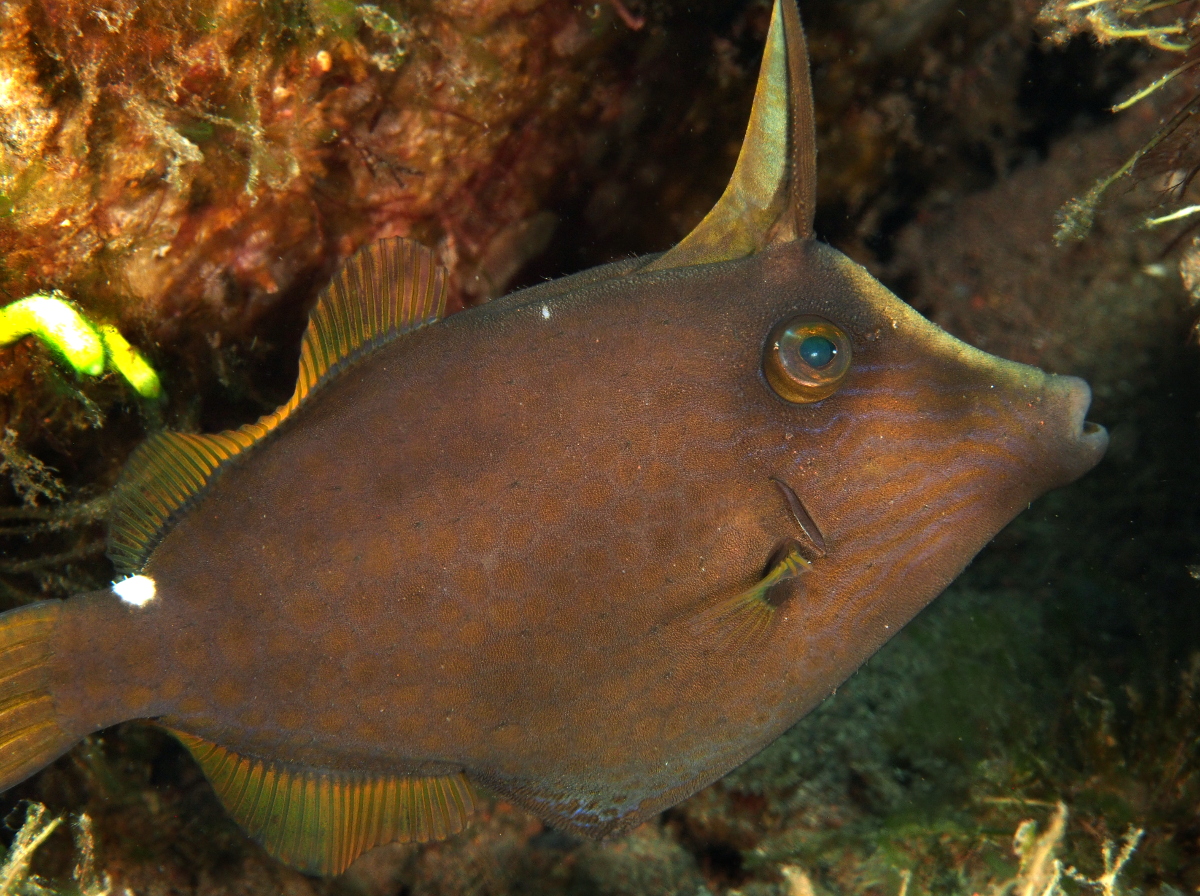 Wirenet Filefish - Cantherhines pardalis