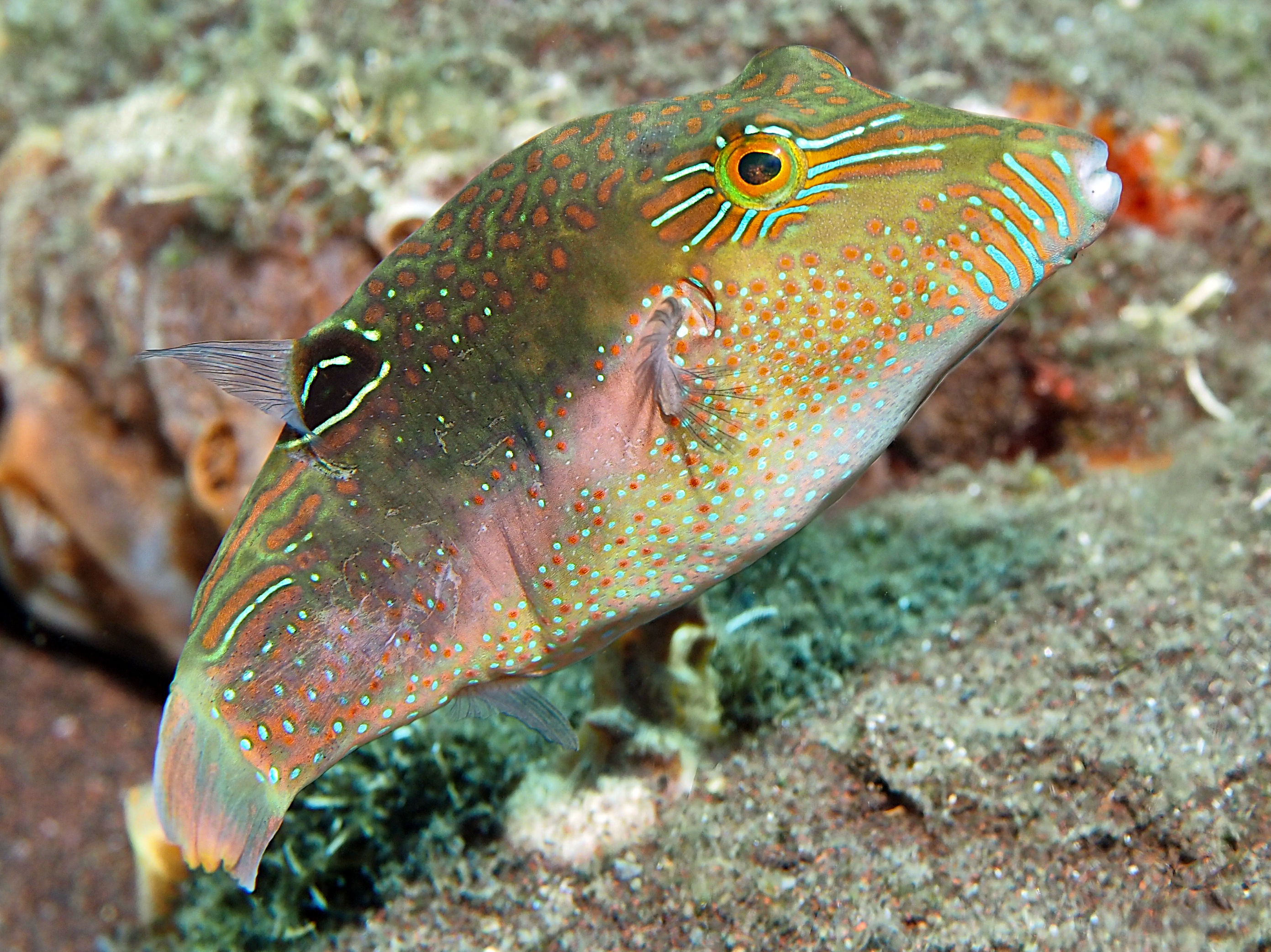 Whitebelly Toby - Canthigaster bennetti