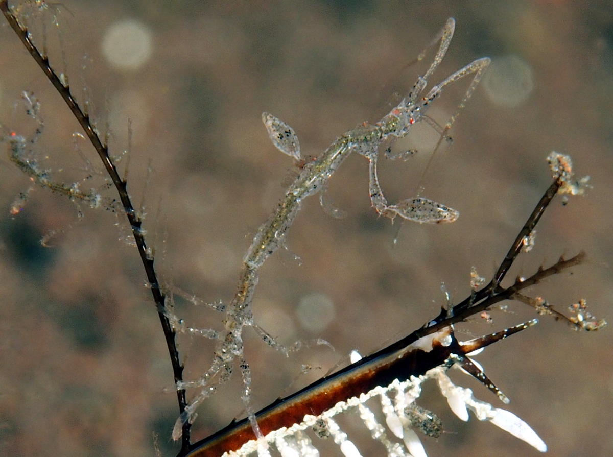 Caprella spp. - Caprella spp.