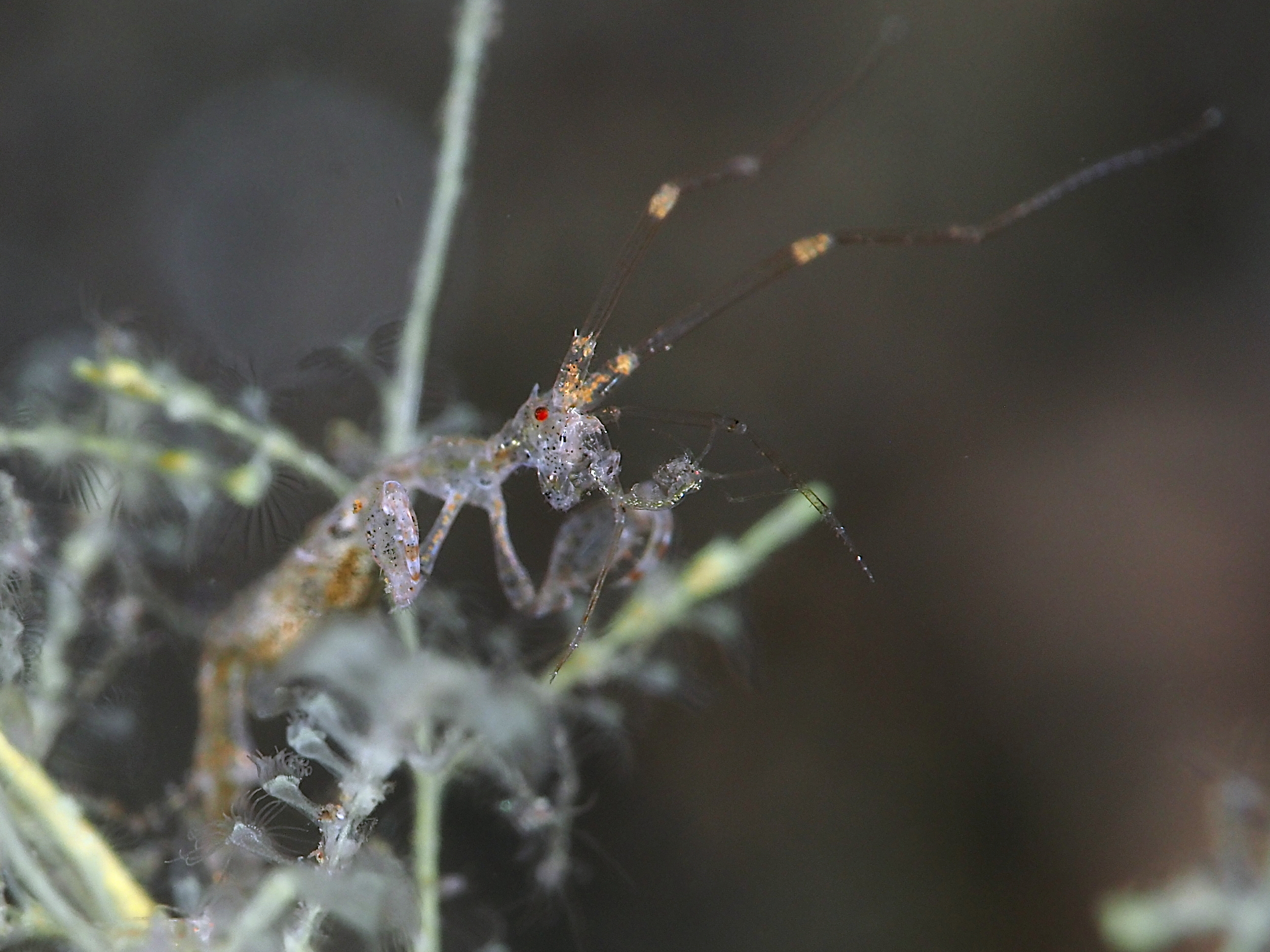 Caprella spp. - Caprella spp.