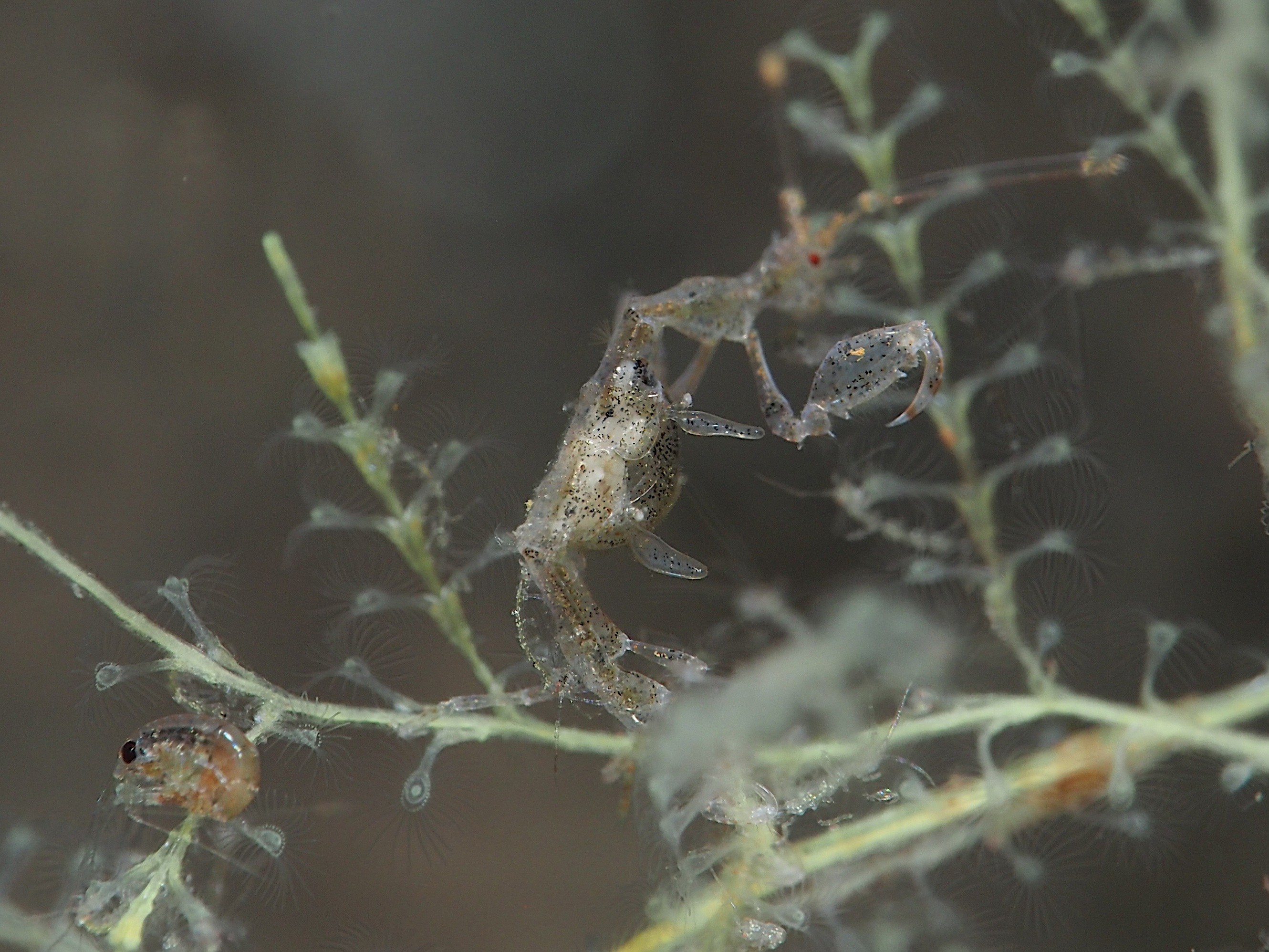 Caprella spp. - Caprella spp.