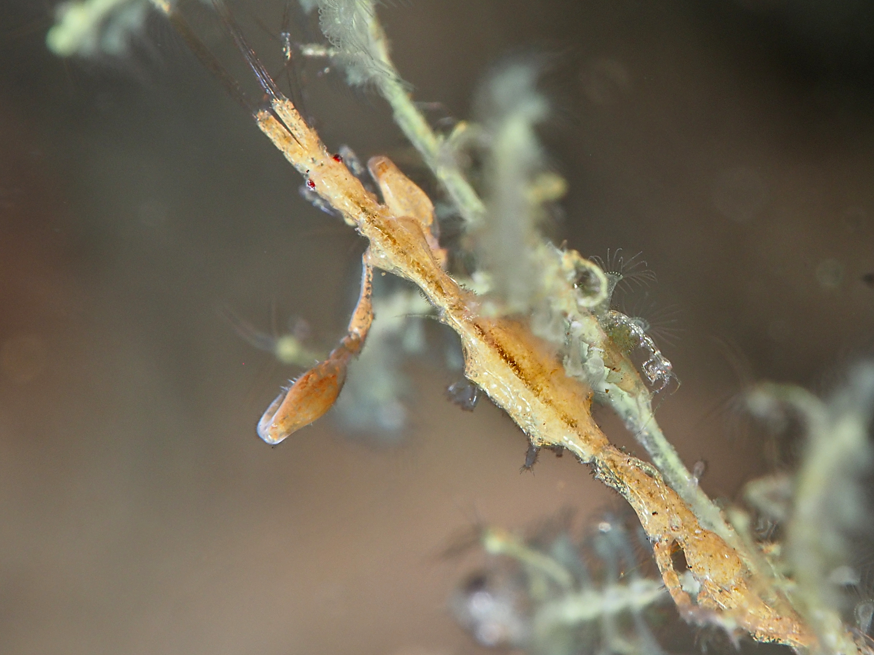 Caprella spp. - Caprella spp.