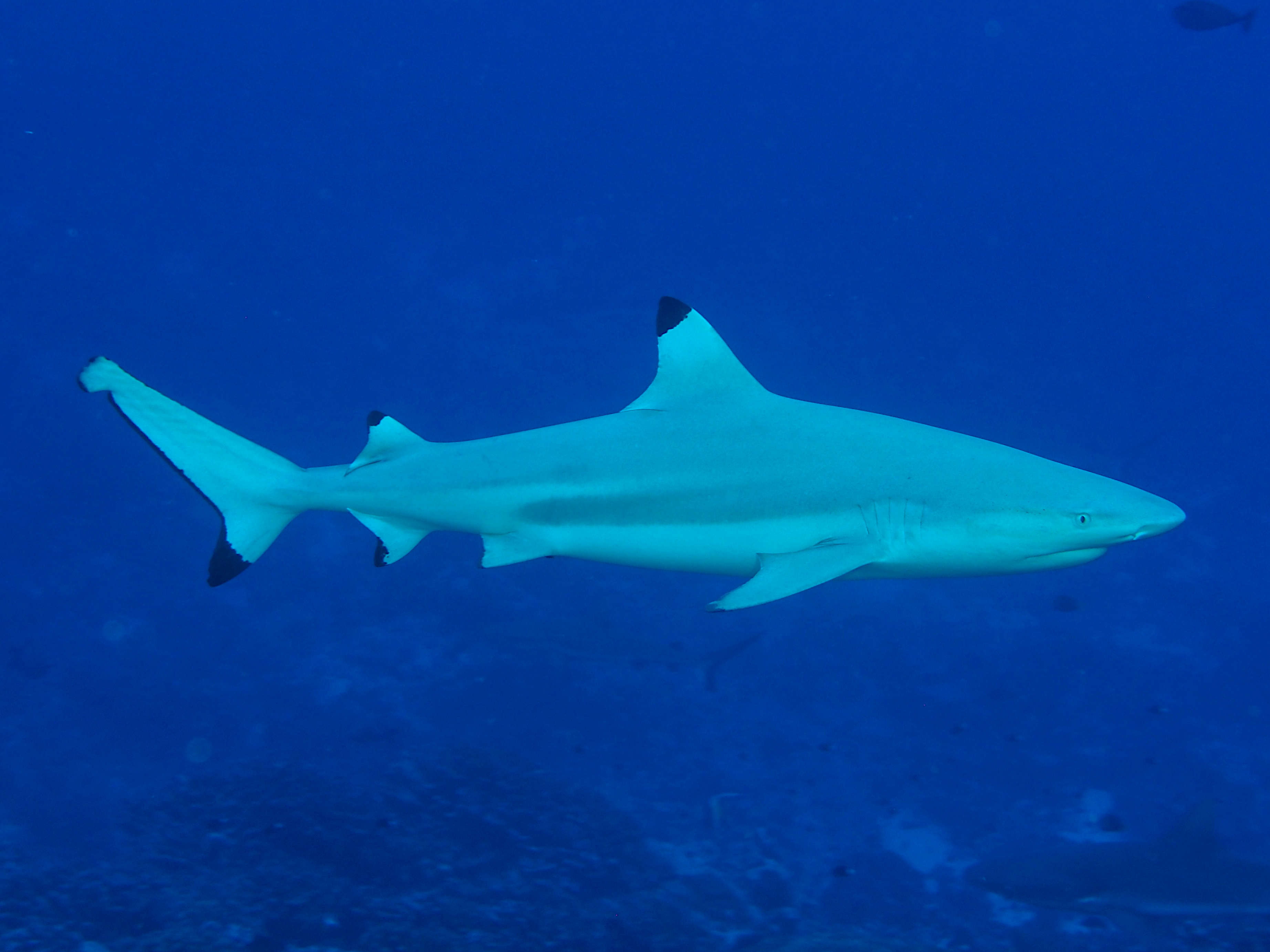 Blacktip Reef Shark - Carcharhinus melanopterus - Fakaraka, French Polynesia