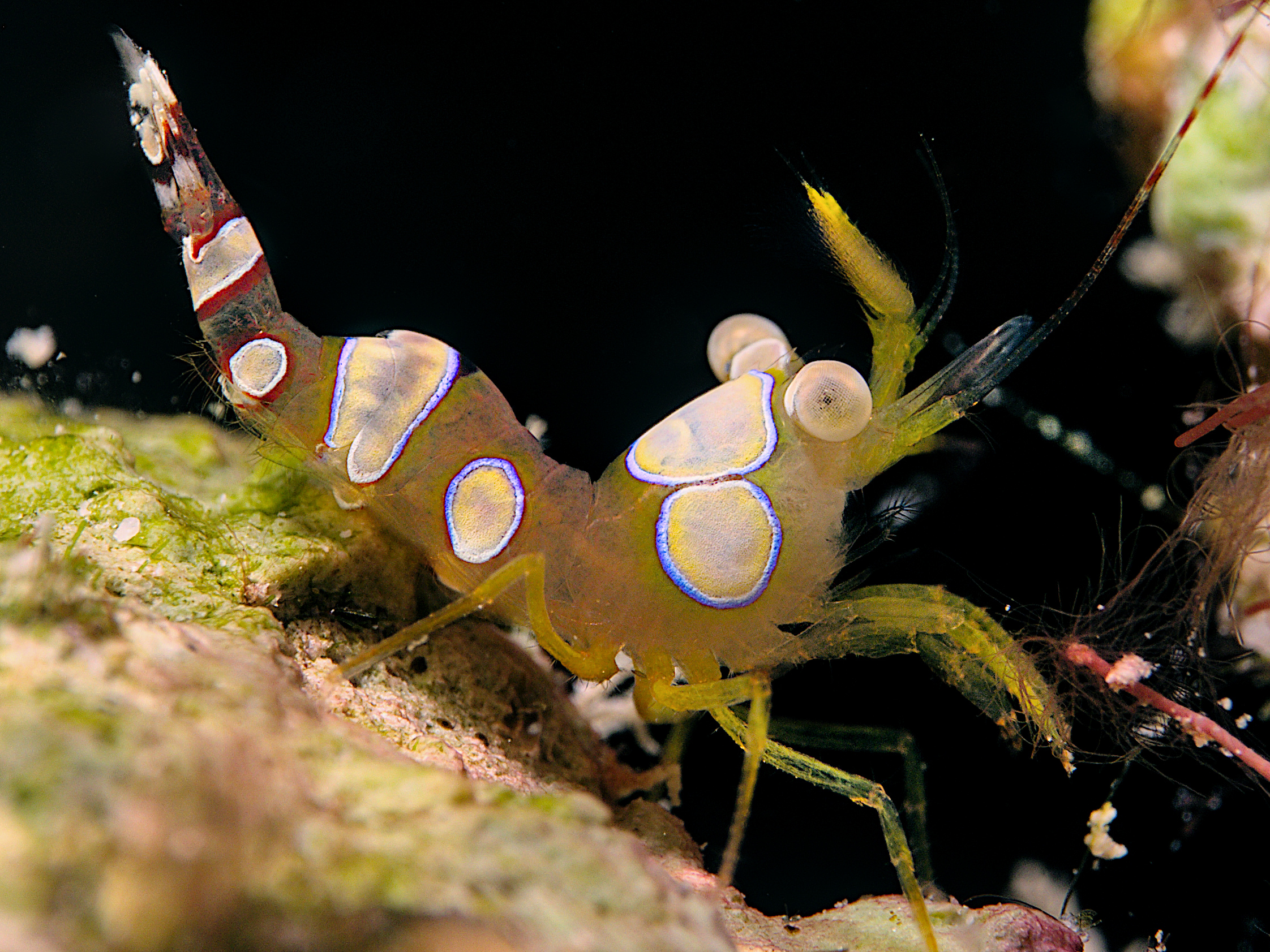 Caribbean Squat Anemone Shrimp - Thor dicaprio