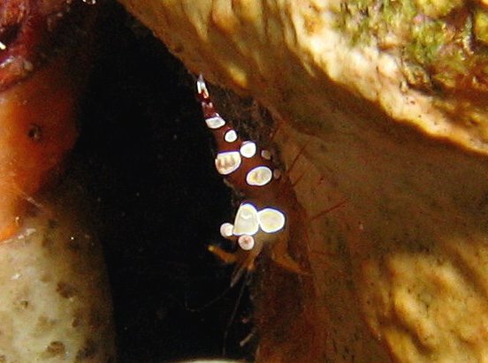 Caribbean Squat Anemone Shrimp - Thor dicaprio
