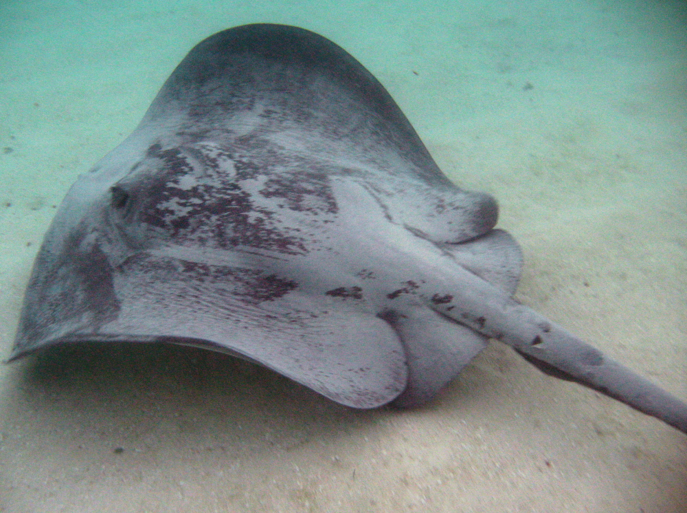 Caribbean Whiptail Stingray - Himantura schmardae