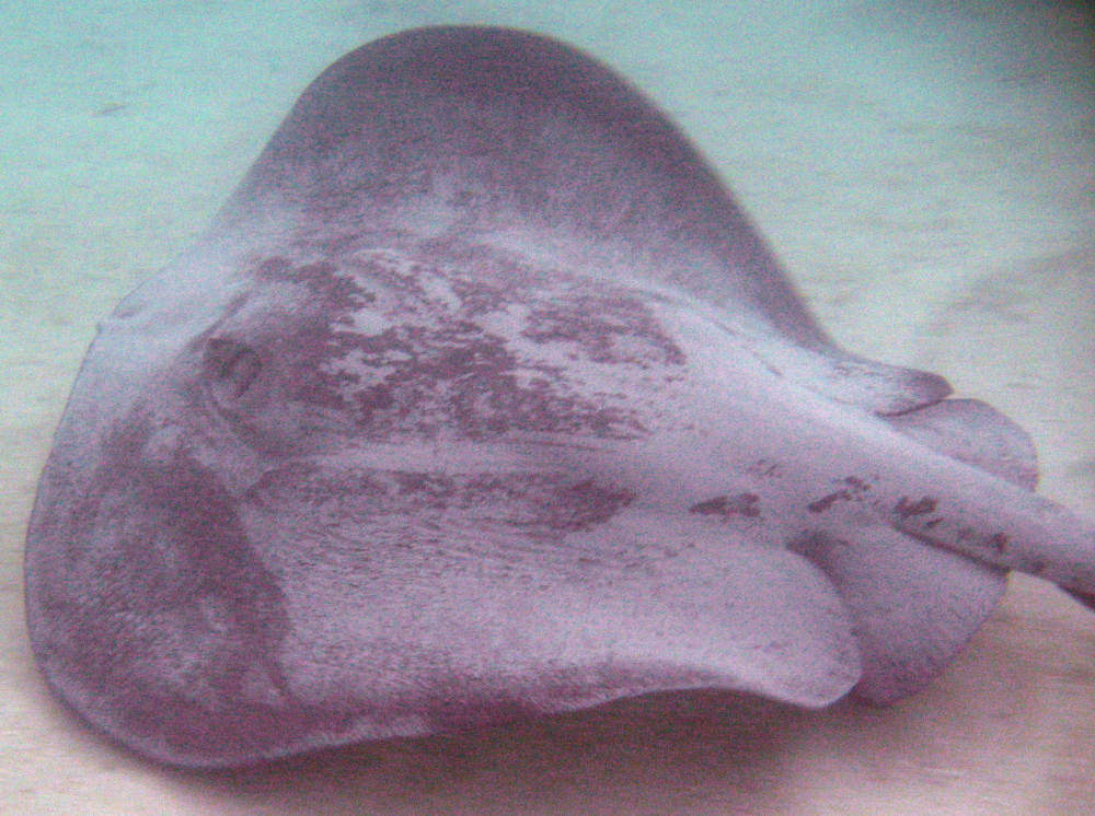Chupare Stingray - Styracura schmardae