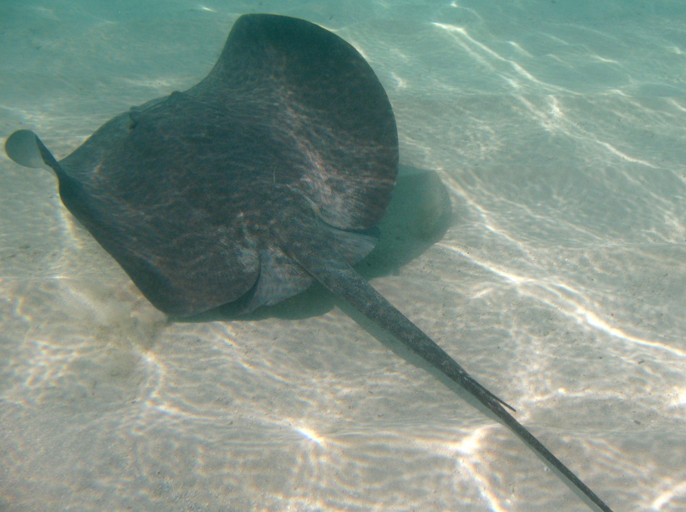 Chupare Stingray - Styracura schmardae