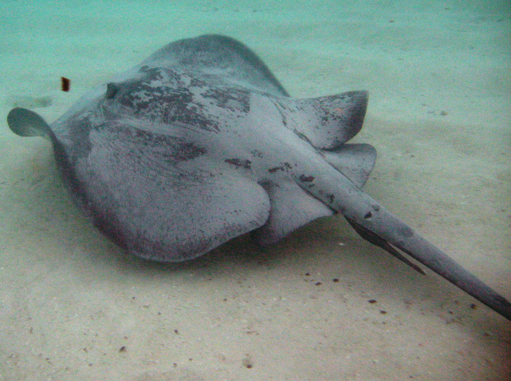 Chupare Stingray - Styracura schmardae