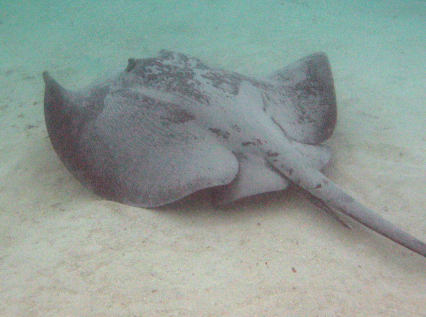 Caribbean Whiptail Stingray - Himantura schmardae