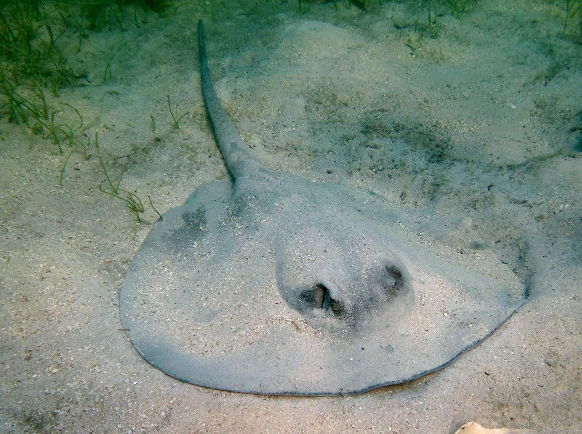 Caribbean Whiptail Stingray - Himantura schmardae