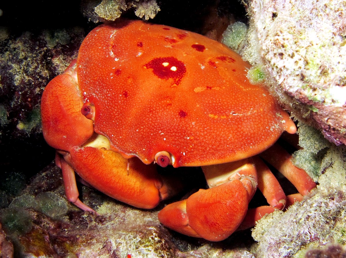 Convex Crab - Carpilius convexus