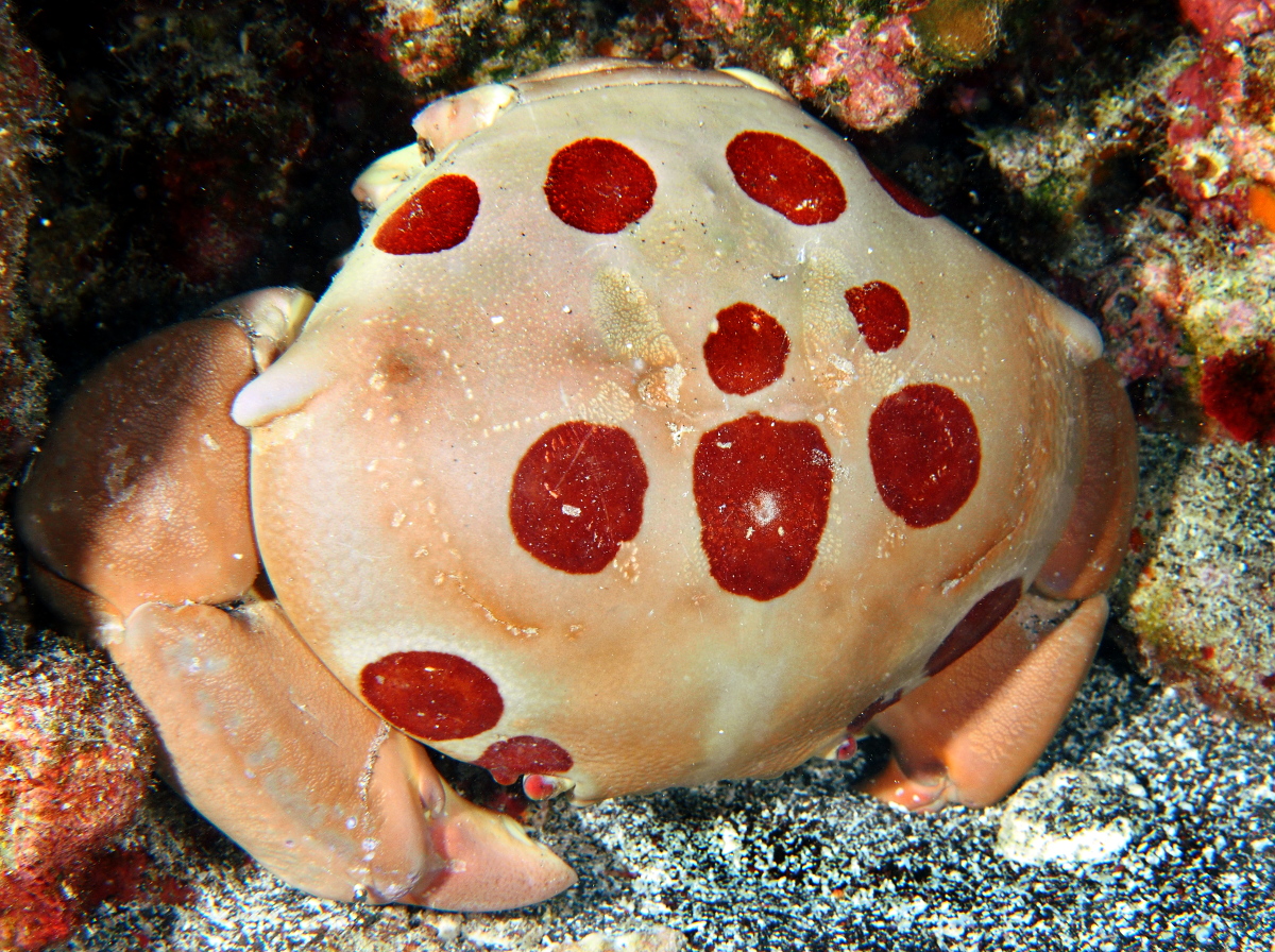 Spotted Reef Crab - Carpilius maculatus