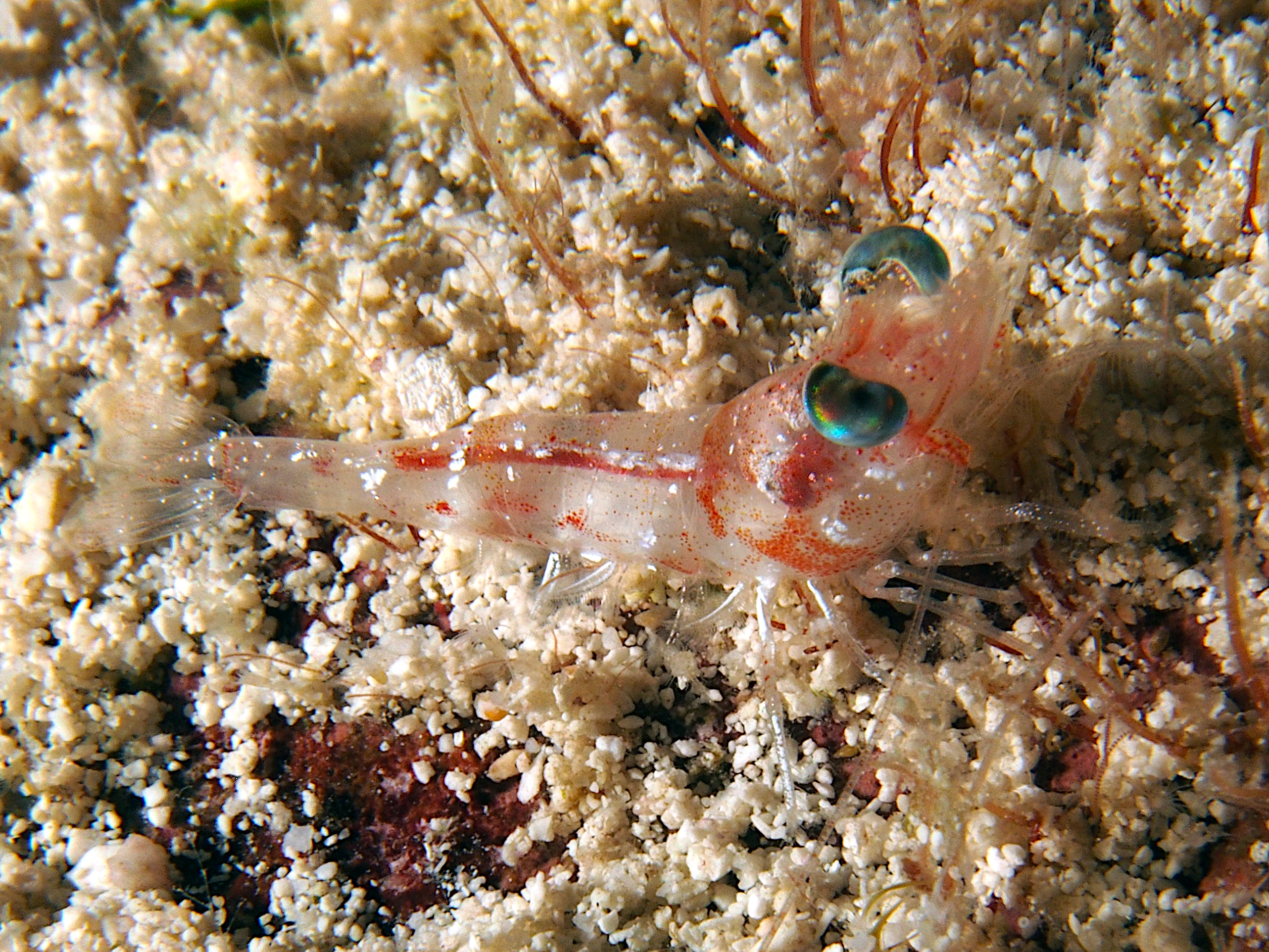 Carribean Velvet Shrimp - Metapenaeopsis goodei